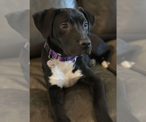 Medium Photo #3 American Pit Bull Terrier-Labrador Retriever Mix Puppy For Sale in Oakhurst, NJ, USA