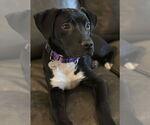Small #2 American Pit Bull Terrier-Labrador Retriever Mix