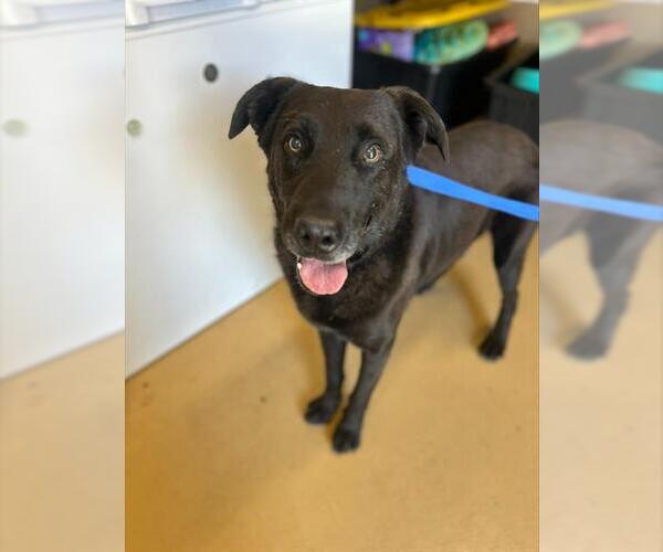Medium Photo #2 Labrador Retriever-Unknown Mix Puppy For Sale in Chula Vista, CA, USA