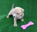 Small Photo #1 American Bully Puppy For Sale in BEAR GAP, PA, USA