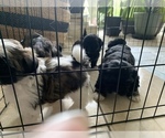 Small Photo #25 Shih Tzu Puppy For Sale in LONGWOOD, FL, USA