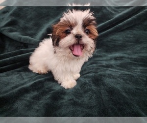 Shih Tzu Puppy for sale in WESLEY CHAPEL, FL, USA