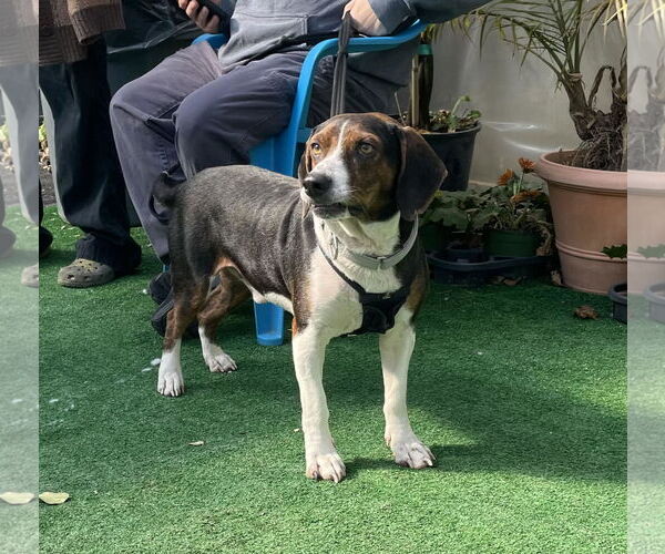 Medium Photo #2 Beagle-Unknown Mix Puppy For Sale in Woodbury, NY, USA