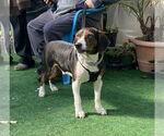 Small #1 Beagle Mix