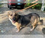 Small #3 Bagle Hound