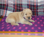 Puppy Marshmellow Golden Retriever