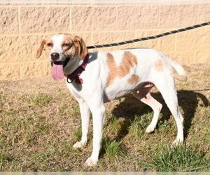 Mutt Dogs for adoption in Glen Allen, VA, USA