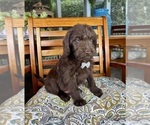 Oscar - Male Labradoodle Puppy for Sale - Photo #7
