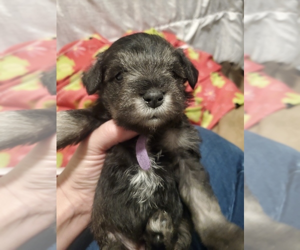 Medium Photo #2 Schnauzer (Miniature) Puppy For Sale in LYNCHBURG, VA, USA