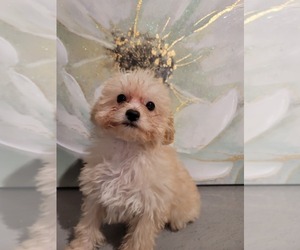 Maltipoo-Poodle (Toy) Mix Puppy for sale in EASTVALE, CA, USA
