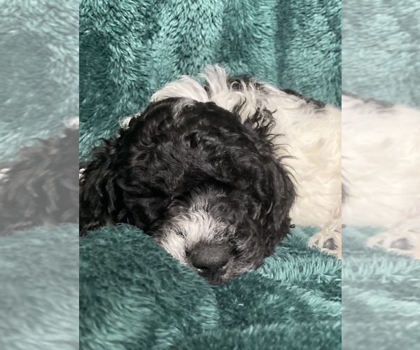 Medium Photo #1 Labradoodle Puppy For Sale in BIGFORK, MT, USA