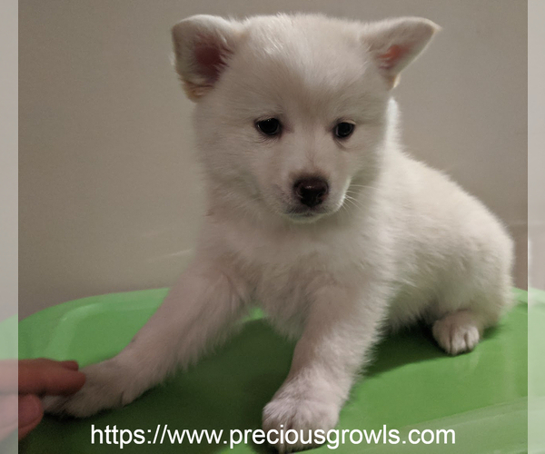 Medium Photo #2 Pomsky Puppy For Sale in ASHLAND, MO, USA