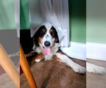 Small #3 Australian Shepherd