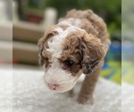 Small #8 Aussie-Poo-Miniature Bernedoodle Mix