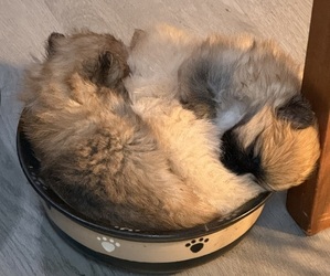 Pomeranian Puppy for Sale in ENID, Oklahoma USA