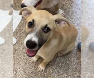 Catahoula Leopard Dog-Unknown Mix Dogs for adoption in Hilton Head, SC, USA