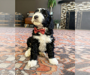 Miniature Bernedoodle Puppy for Sale in LAYTON, Utah USA