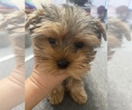 Small #4 Yorkshire Terrier