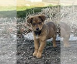 Small #1 German Shepherd Dog Mix