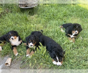 Bernese Mountain Dog Puppy for sale in EUREKA, CA, USA