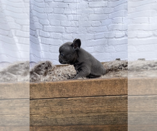 Medium Photo #2 French Bulldog Puppy For Sale in LENOIR, NC, USA