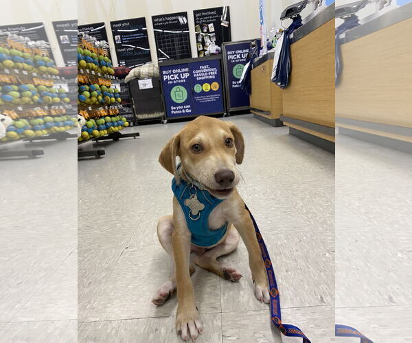 Medium Photo #8 Labrador Retriever-Unknown Mix Puppy For Sale in Sanford, FL, USA