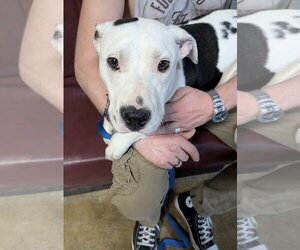 Bull Terrier Dogs for adoption in Harrison, AR, USA