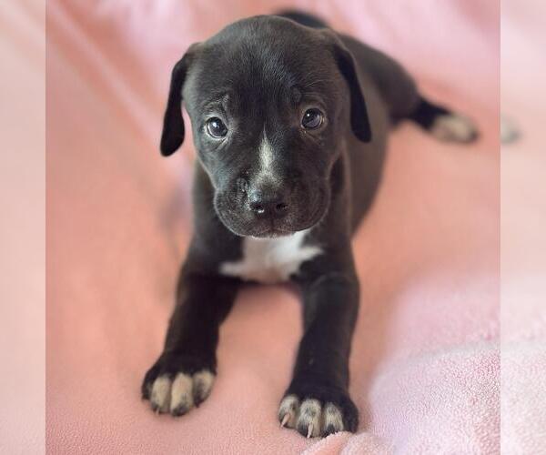 Medium Photo #2 Labrador Retriever-Unknown Mix Puppy For Sale in San Diego, CA, USA