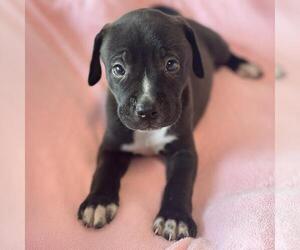 Justice Pup - Case - Male Labrador Retriever-Unknown Mix Dog for Adoption - Photo #2