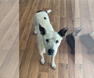 Gabe - Male Mutt Dog for Adoption - Photo #3