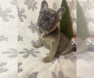 Medium French Bulldog