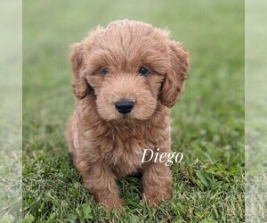 Goldendoodle (Miniature) Puppy for sale in WITHEE, WI, USA
