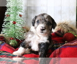 Small Photo #7 Aussiedoodle Miniature  Puppy For Sale in STAFFORD, VA, USA