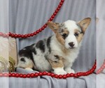 Small Photo #4 Pembroke Welsh Corgi Puppy For Sale in GORDONVILLE, PA, USA