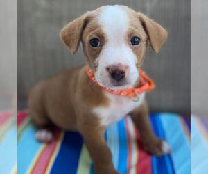 Golden Retriever-Pembroke Welsh Corgi Mix Dogs for adoption in San Diego, CA, USA