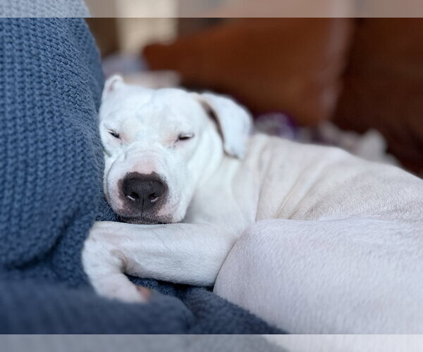Medium Photo #3 American Pit Bull Terrier Puppy For Sale in Hillsboro, NH, USA