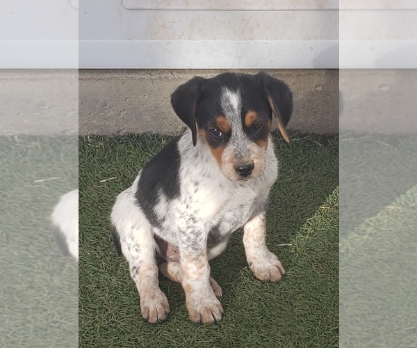 Medium Photo #1 Australian Cattle Dog Puppy For Sale in BRIGGSDALE, CO, USA