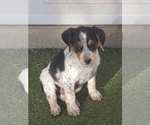 Small Photo #1 Australian Cattle Dog Puppy For Sale in BRIGGSDALE, CO, USA