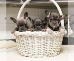 Small #2 French Bulldog