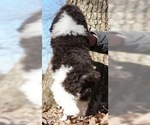 Small Photo #3 Poodle (Standard) Puppy For Sale in WARSAW, IN, USA