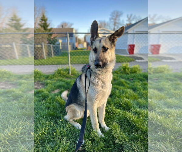 Medium Photo #3 German Shepherd Dog Puppy For Sale in Roseville, MN, USA