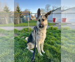 Small #2 German Shepherd Dog