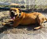 Small #11 Chow Chow Mix