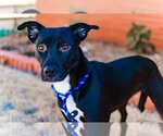 Small #4 American Staffordshire Terrier-Boston Terrier Mix