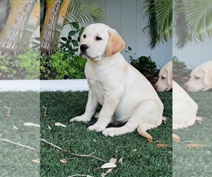 Labrador Retriever Puppy for Sale in TAMPA, Florida USA