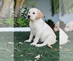 Small Photo #1 Labrador Retriever Puppy For Sale in TAMPA, FL, USA
