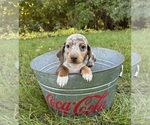 Small #1 Dachshund