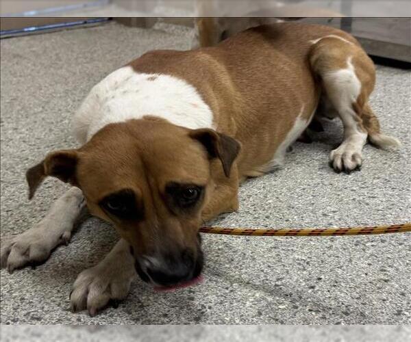 Medium Photo #1 Black Mouth Cur-Unknown Mix Puppy For Sale in Conroe, TX, USA