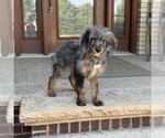 Small #3 Bernedoodle