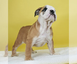 Small Photo #7 English Bulldog Puppy For Sale in NAPPANEE, IN, USA
